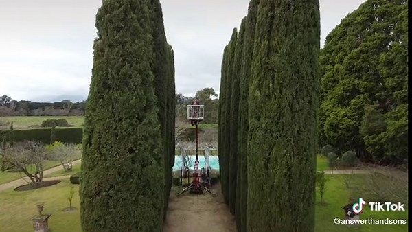 Trimming Pencil Pine Hedges with Drone Technology