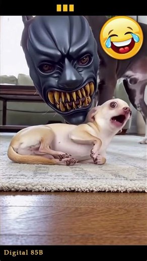 #Halloween costumes for #pets - test #322 - #pets #viral #funnyshorts