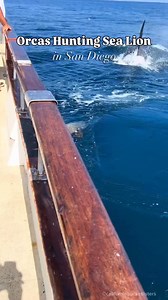 98K views · 2.2K reactions | Well, orcas in san diego have to eat too! https://www.instagram.com/californiabucketlisters?igsh=MTdiMDluM3d1ODAwbw== | Orcas | Facebook