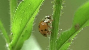 Coccinellidae, mariquita, mariquita, escarabajo mariquita trepa: video de stock (totalmente libre de regalías) 3496764409 | Shutterstock