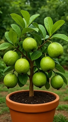4.3K views · 52 reactions | How to Grow Guava at Home – Simple & Fast Method! | Garden Tree | Facebook