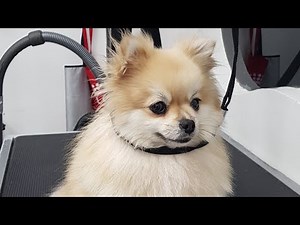 POMERANIAN FULL GROOMING