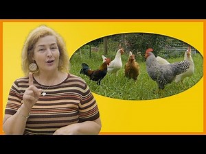 4 Steps to Introduce Baby Chickens To Your Old Flock
