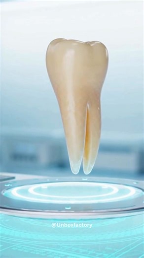 Japan has begun clinical trials on a revolutionary drug designed to stimulate natural tooth regrowth in humans. If successful, this medical breakthrough could permanently replace dentures and dental implants, changing the future of dentistry worldwide. Important Details: • The drug works by blocking a protein that suppresses tooth growth, allowing dormant tooth buds to activate • Humans naturally possess latent tooth-forming potential, which this treatment aims to unlock • Early animal trials sh