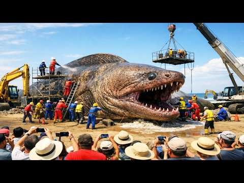 Hunting the world's largest Moray eel - 30 tons of giant Moray eels caught in the deep sea!