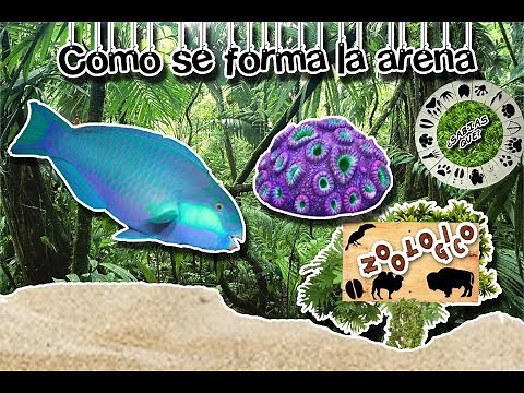 How sand is formed on beaches |The truth of the sand| (Virtual Zoology) | Did You Know?