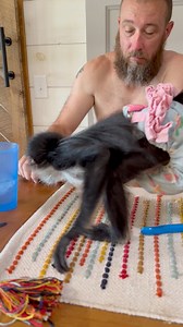 670K views · 20K reactions | Little monkey theif 藍 | Our Life Adventures | Facebook