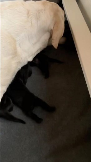 Tiny Puppy Sounds – First Days of Life