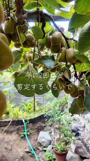 家庭菜園で育てるキウイの魅力