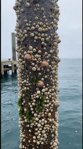 How to remove barnacles from an iron pillar standing in the sea#barnacles