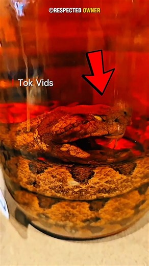 3 Japanese Foods That Will Shock You 😦 #shorts