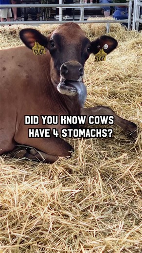 Cows: Nature's Super Digesters with Four Stomachs