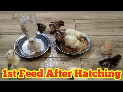 Chicks Learn To Eat || Incubator Chicks First Feed After Hatching || Baby Chicks Water Feeder