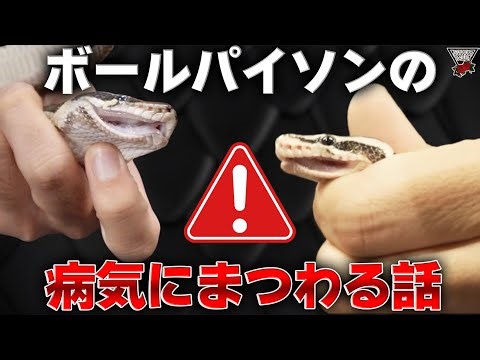 [Cold] Ball Python Illness #SummerRearing #Reptiles #HamamatsuCity #Snake #Rearing #Breeding #Cag...