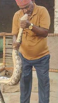 Indian Rock python #shorts