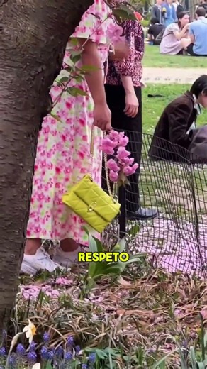 In Japan, doing this to cherry blossom trees can be considered disrespectful