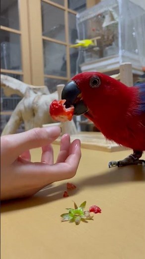 好物を目の前にすると目が真剣になる大型インコ👀オオハナインコの花ちゃん🍓