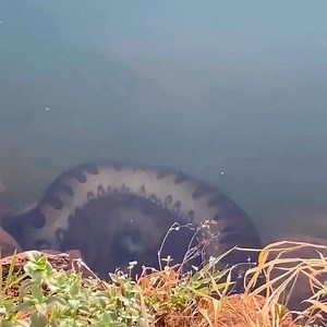 114K views · 782 reactions | giant python guarding the treasure | Treasure Hunter | Facebook