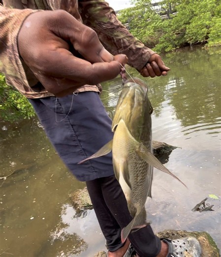 Full video on YouTube #fyp #tarpon #crocodile #snapper #tilapia