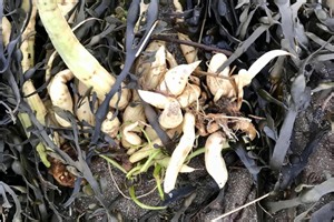 Deadly poisonous plant 'Dead Man's Fingers' washes up on Scotland's beaches