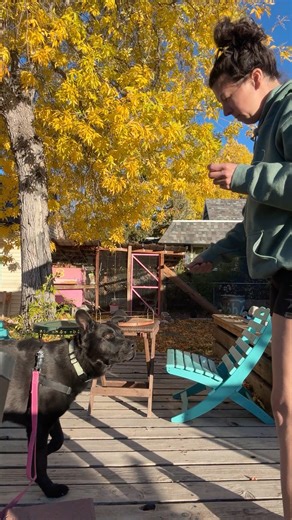 🐾 Training Tip Tuesday! 🐾 Did you know one of the best things you can do for a newly adopted dog is practice “Two-Minute Training Sessions”? Short, positive training bursts help dogs: ✨ Build confidence ✨ Learn faster ✨ Reduce stress ✨ Strengthen their bond with you Try this at home: Set a timer for 2 minutes, grab a handful of treats, and work on a simple cue like sit, touch, watch me, or come. Keep it fun, keep it encouraging, and always end on a win! Helping our pets learn—even in tiny mome