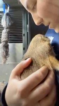 Dramatic Groundhog Energy#groundhog #marmot #funnyanimals #animalreaction #viral