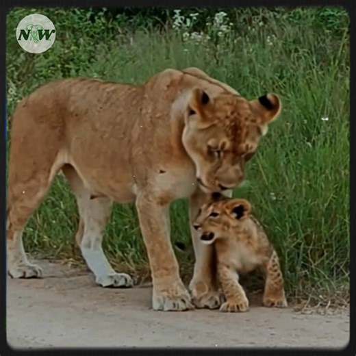 16K views · 1.1K reactions | A touching reunion of a lion family in kruger national park—[Full story in 헰헼헺헺헲헻혁] | Nature and Wildlife TV | Facebook