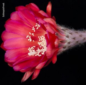 699K views · 11K reactions | These flowers are blooming amazing | LADbible | Facebook