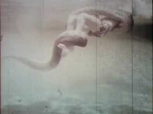 Silver Springs Florida Alligator Wrestling - Ross Allen 1960's Film