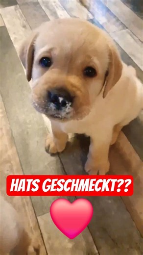 ❤️🤩 Hats geschmeckt? Was bist du für ein süßer Quark Welpe? #labradorwelpen #hundewelpen #labrador