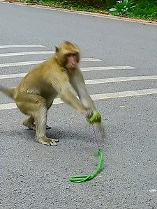 15K views · 148 reactions | Try not to laugh  Most funny monkey video prank scare fake snake #funnyvideos #funnyreels #funnymonkey #prank #prankvideo #monkey #funnyanimals #animals #reelsfypシ #reelsviralシ | Monkey Love99 | Facebook