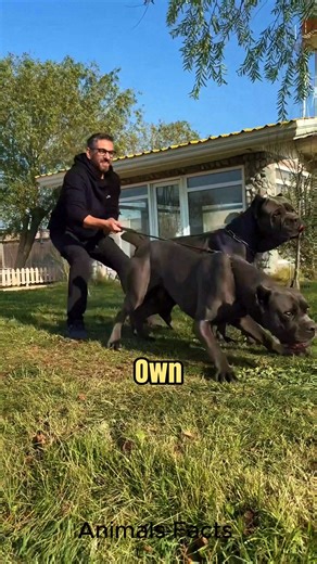 Introducing the Cane Corso 🔥#canecorso | Animals Facts