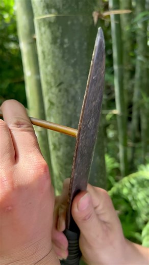 How to find water from bamboo #survival #bushcraft #camping #shorts