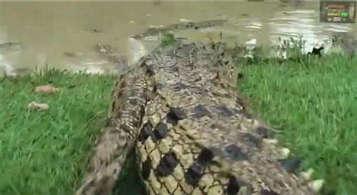 Ultimate crocodile attack compilation