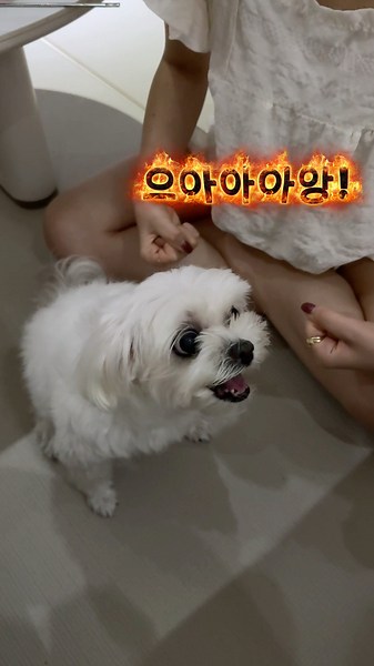 Making a Maltese angry?