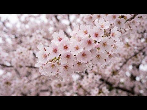 Cherry Blossom Healing Piano Music for Calm, Meditation, & Sleep 🌸