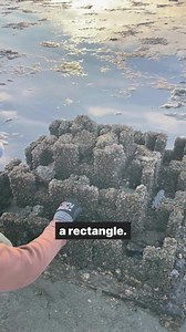 Shell-e-brating #oyster restoration! Have you seen these strange concrete structures in San Francisco Bay? These oyster orbs and oyster blocks are specially designed structures meant to provide a home for the #OlympiaOyster. The Olympia oyster, also known as Ostrea lurida, has been a major target for conversation in San Francisco. Here to explain the structures are ecologist Chela Zabin and research technician Jeffrey Blumenthal. Want to hear more stories from our California field station? Join 