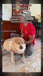 TOP FAT DOGS MOMENTS🐶
