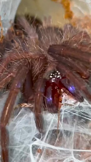Feeding My Favorite Tarantula Species with Amazing Colors