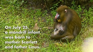 9.6K views · 591 reactions | Oh baby! It’s #WildlifeWednesday, and...