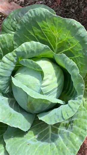 The original Cabbage Patch