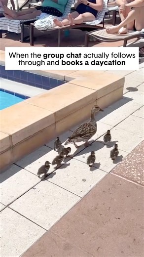 The most coordinated group chat pool walk we’ve ever seen 🐥 Tap the link in bio to book your own flock’s daycation 🩵 📹 @kerrimcmullen | ResortPass