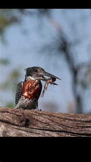 Giant Kingfisher Fishing #birds #wildlife #nature