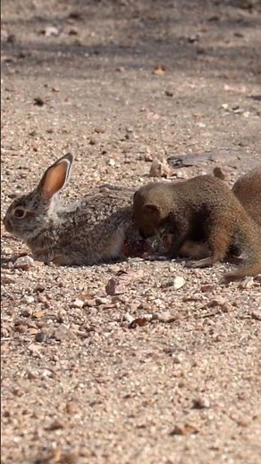 Mongooses tear a baby hare apart! 😢
