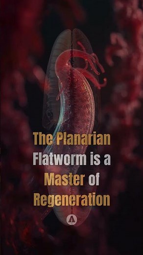 The Planarian Worm's Secret to Immortality #biology #regeneration #science