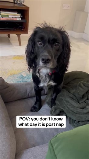 Dr Watson 🐶🕵️ (@dr.woofwatson)’s videos with original sound - Wes Wes