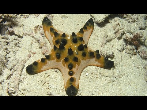 Facts: The Chocolate Chip Starfish