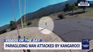 Kangaroo attacks a paraglider when he lands