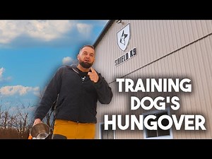 The best way to Train IGP Dog Sport 😈