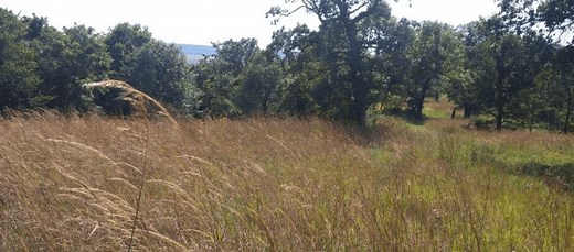 Why is this Missouri conservation area named ‘Monkey Mountain?’